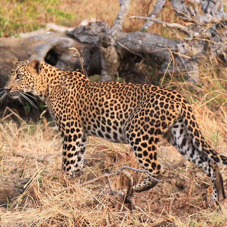 Yala Shenu Safari Tours & Taxi Services