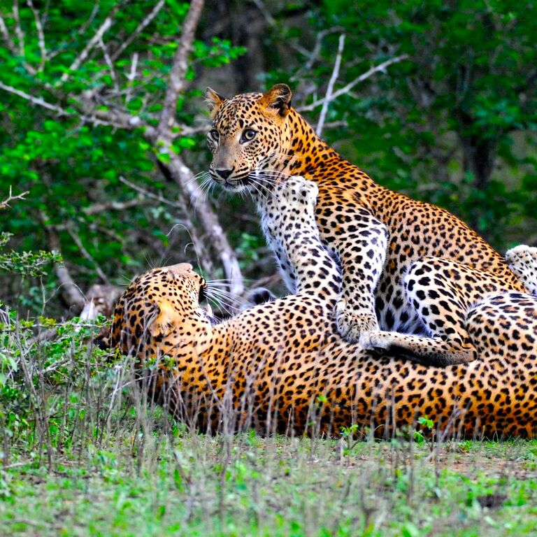 Yala Shenu Safari Tours & Taxi Services