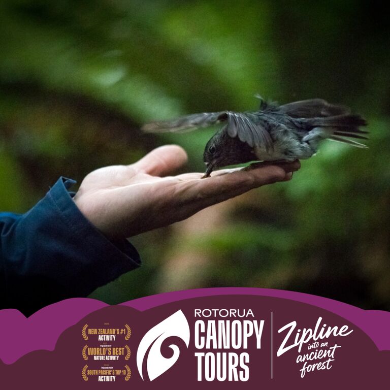 Rotorua Canopy Tours