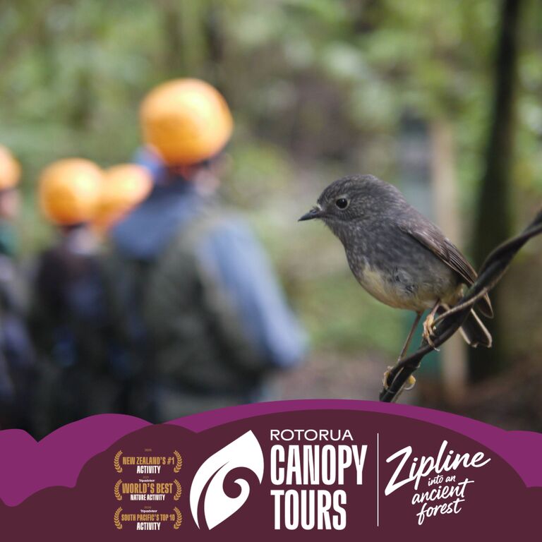 Rotorua Canopy Tours
