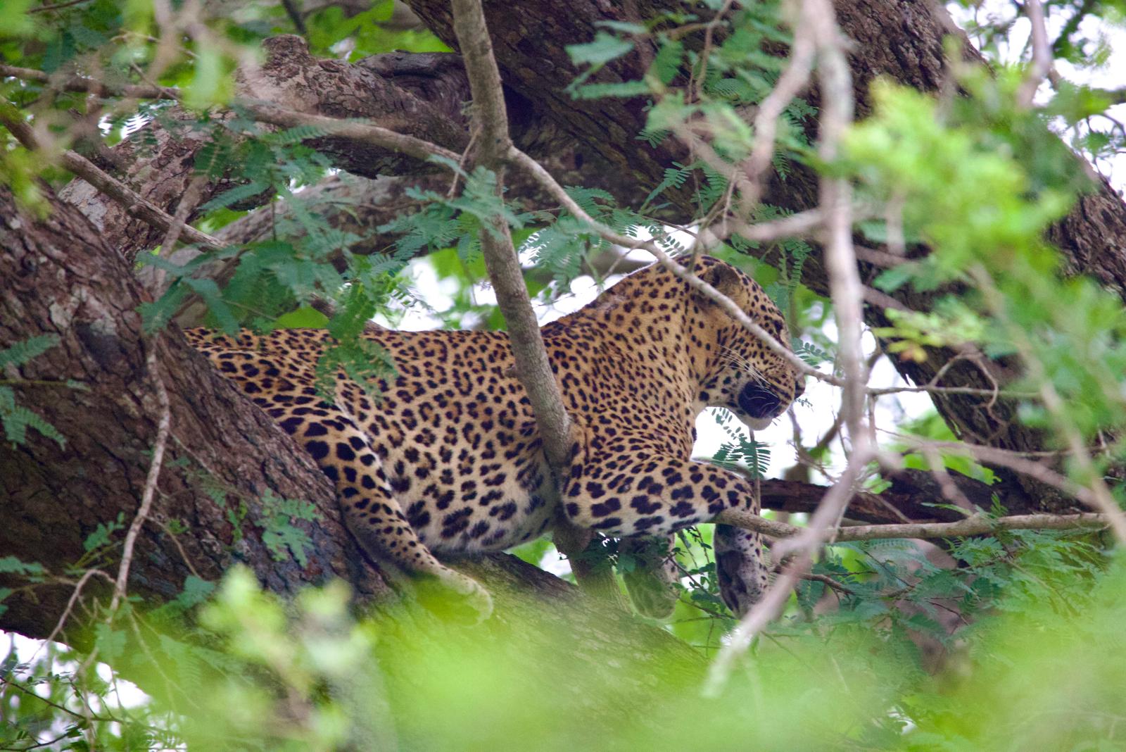 NPA Leopard Safari