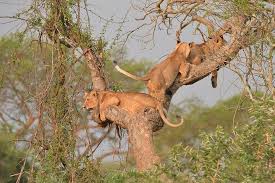 Jazz Africa Adventures