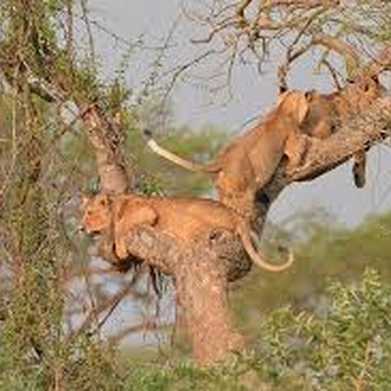 Jazz Africa Adventures