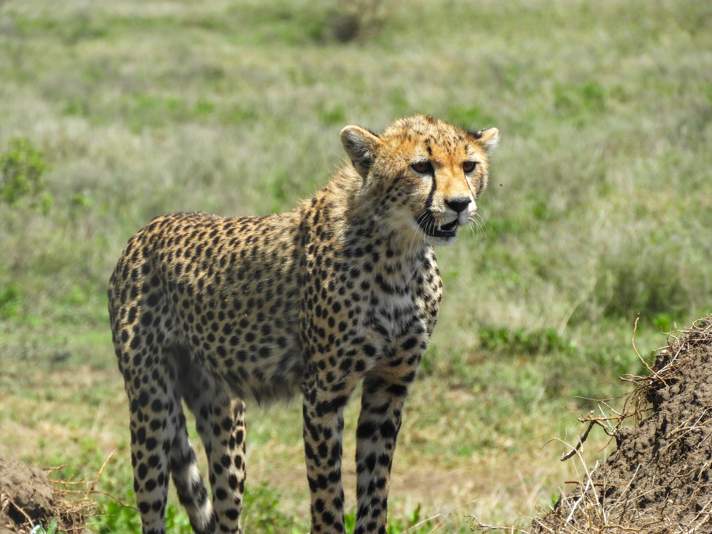 Tanzania Sod Experience Tours