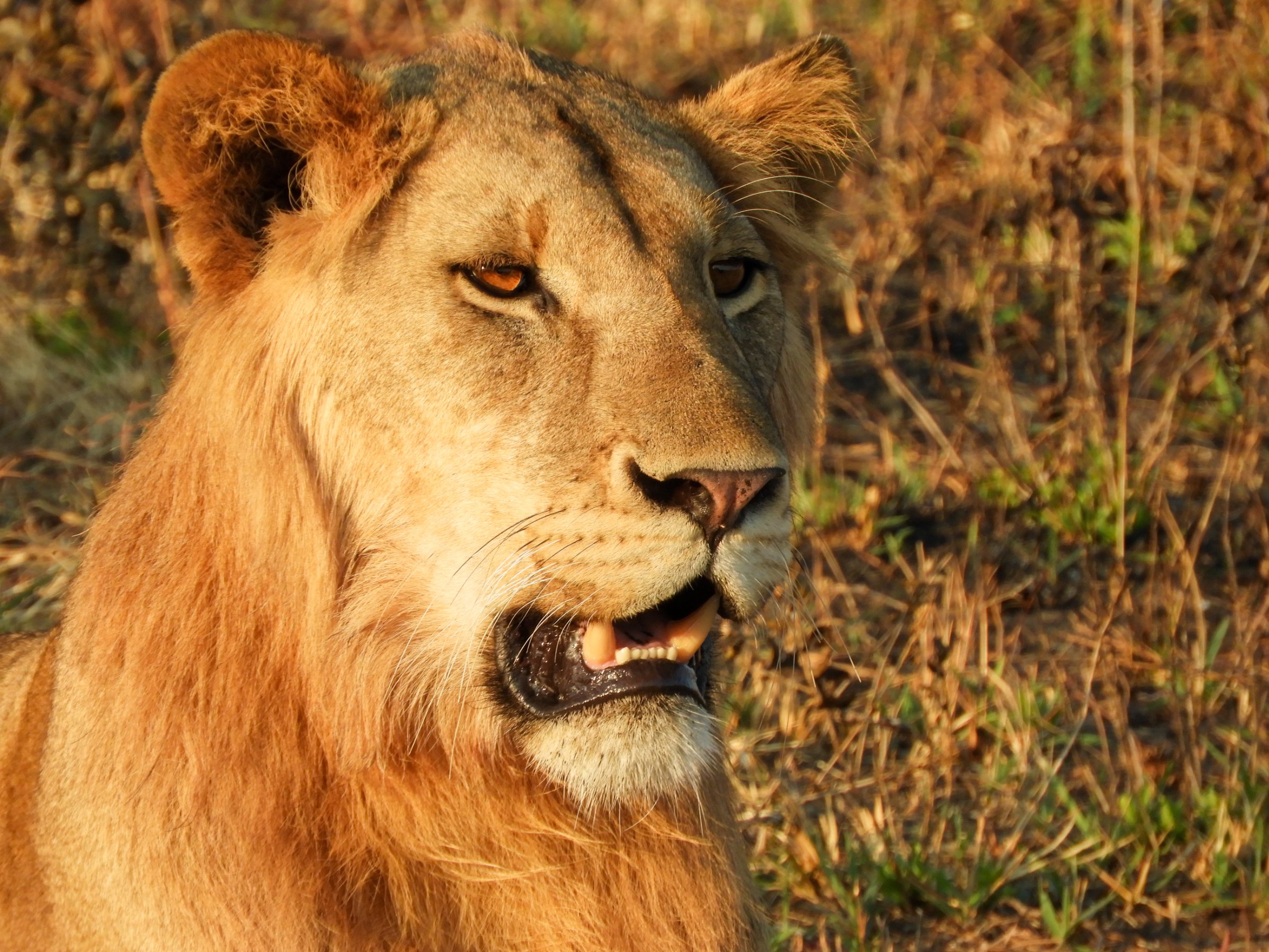 Tanzania Sod Experience Tours