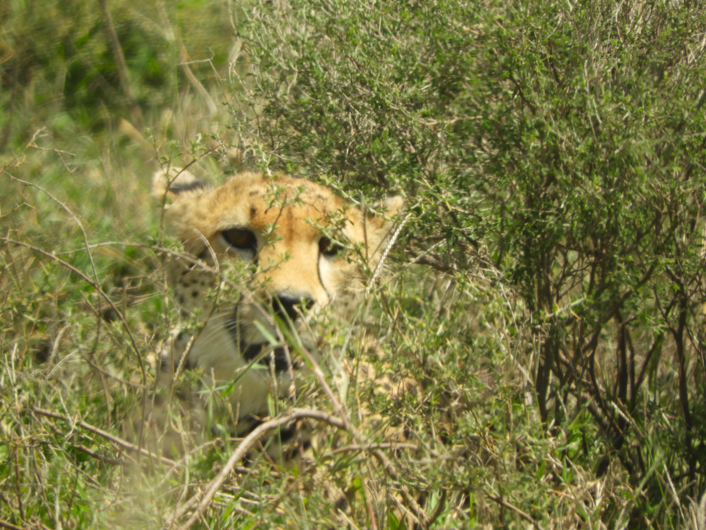Tanzania Sod Experience Tours