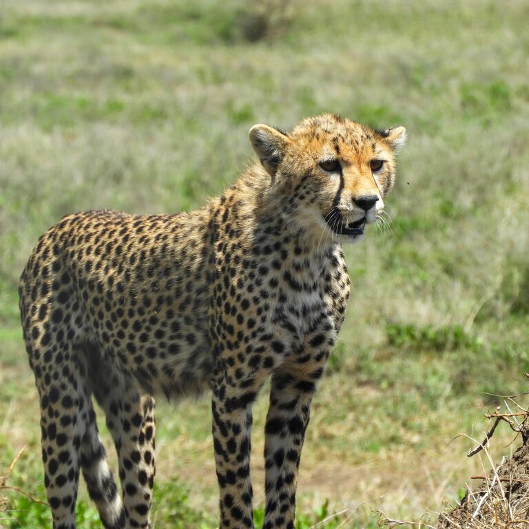Tanzania Sod Experience Tours