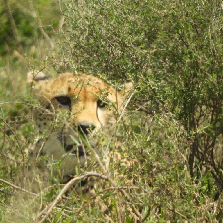 Tanzania Sod Experience Tours