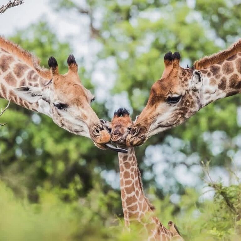 Golden Lion Safaris Ltd