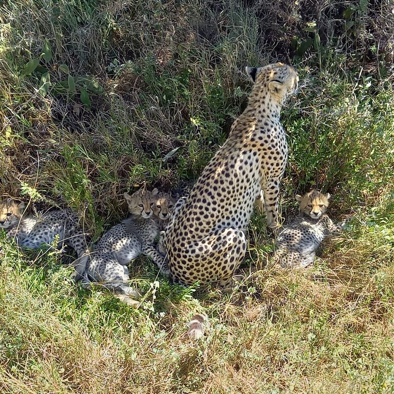 Golden Lion Safaris Ltd