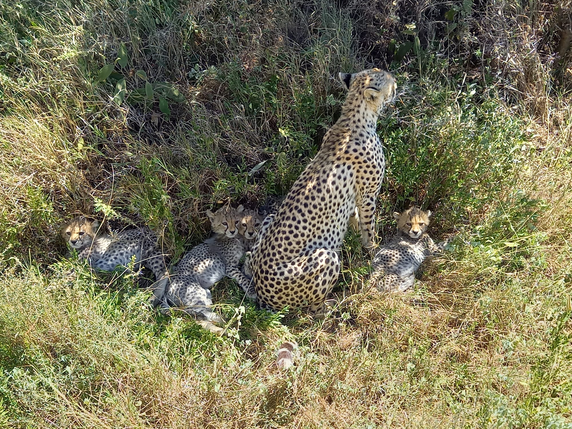 Golden Lion Safaris Ltd