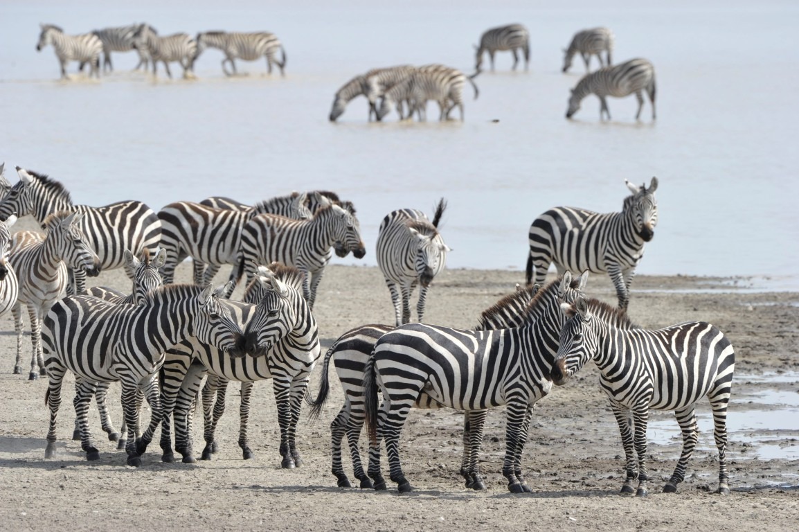 seven serenity safaris