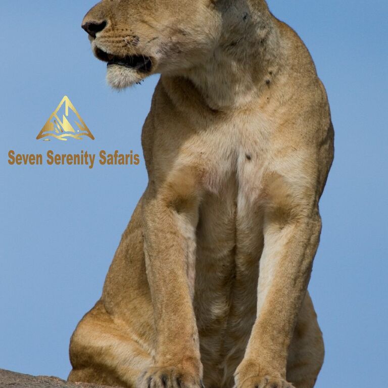 seven serenity safaris