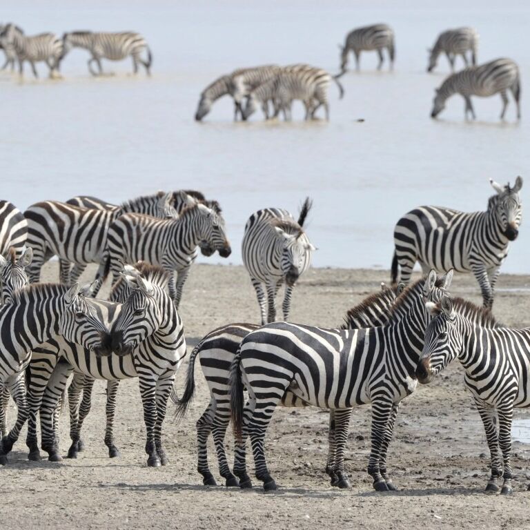 seven serenity safaris