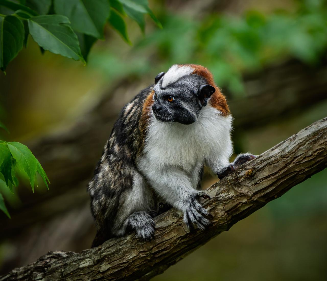 Birding, Breakfast, Critters