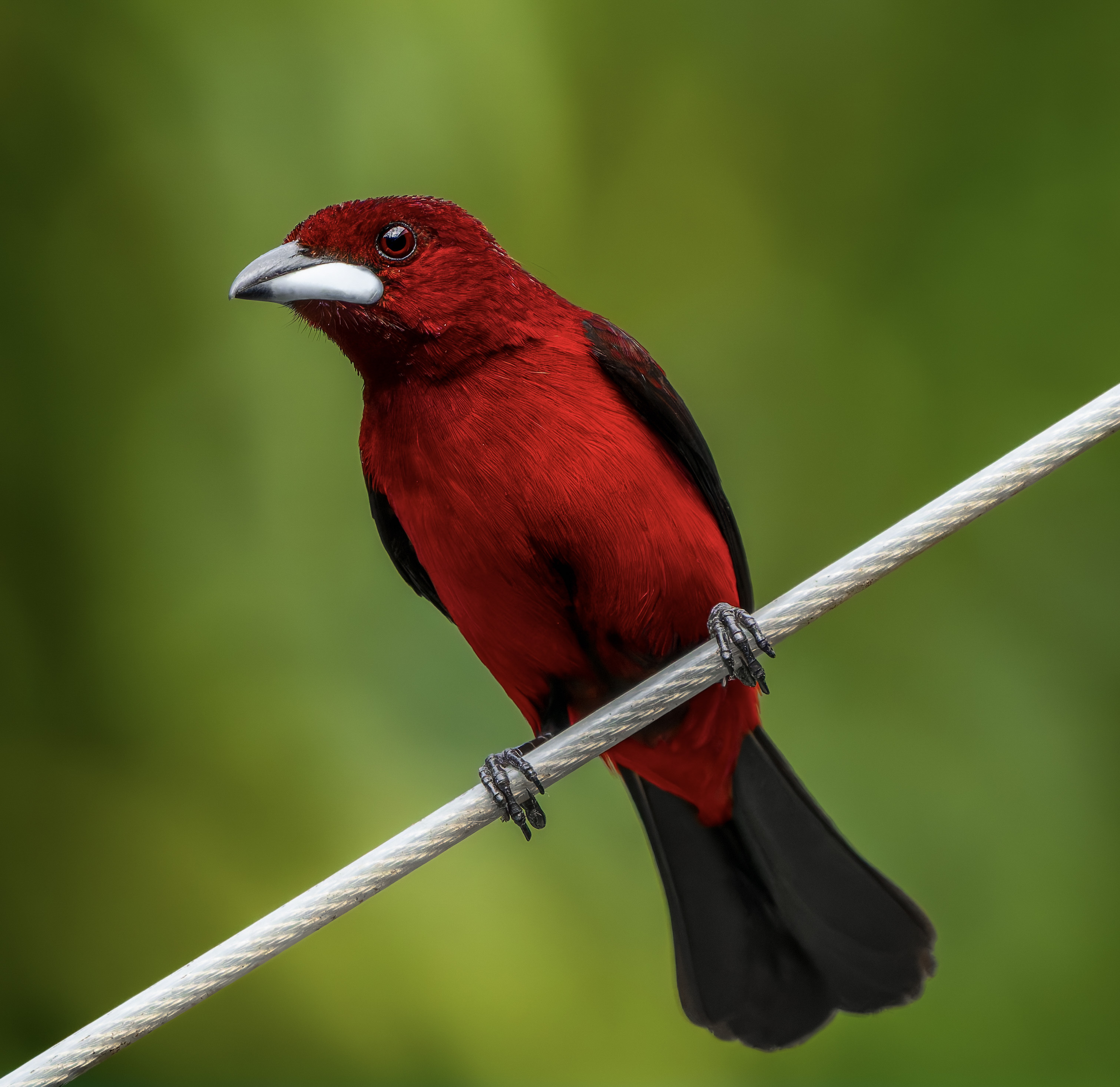 Birding, Breakfast, Critters