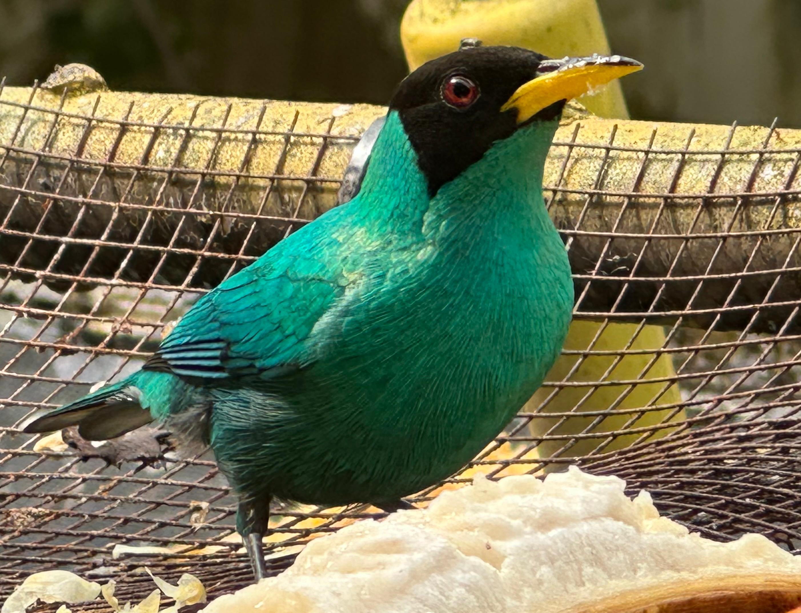 Birding, Breakfast, Critters