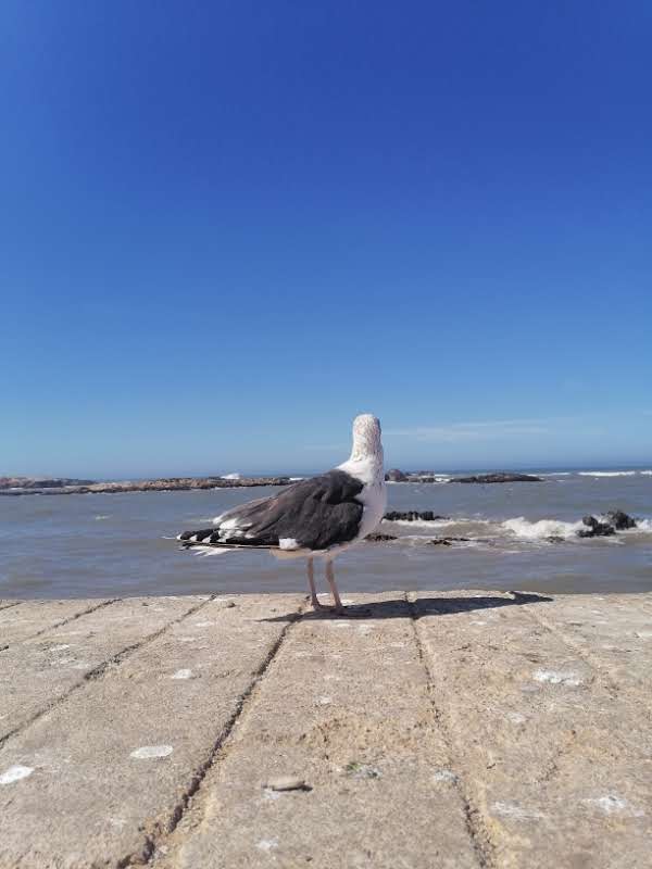 Marrakech: Essauira day trip