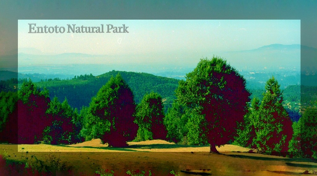 Entoto natural Park