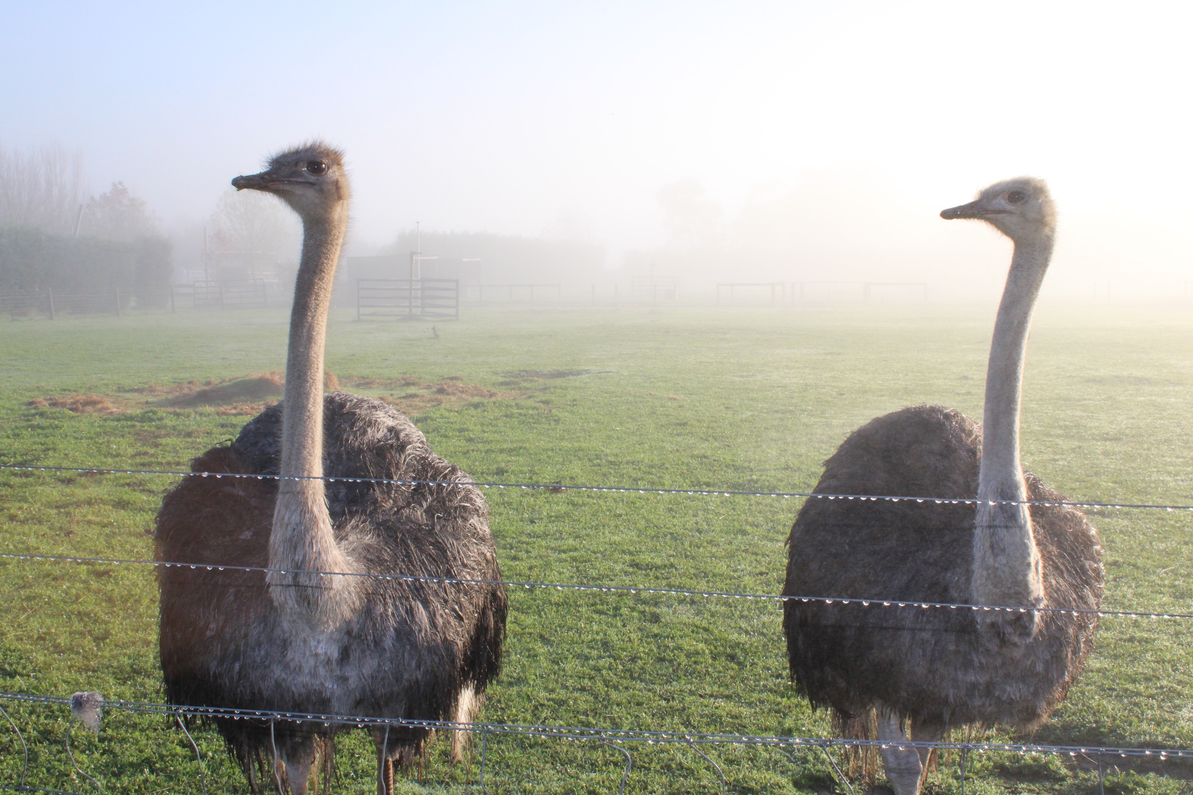 The Big Goose Adventure Farm