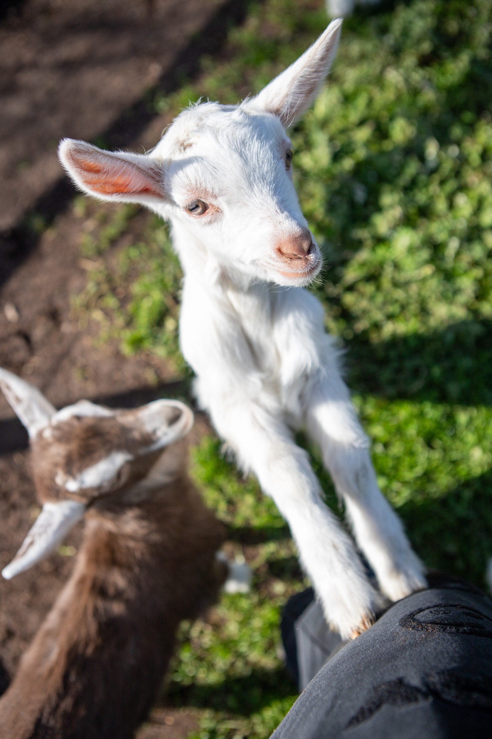 The Big Goose Adventure Farm
