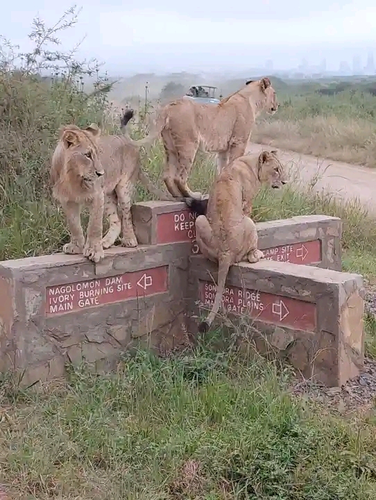 Join African Savanna