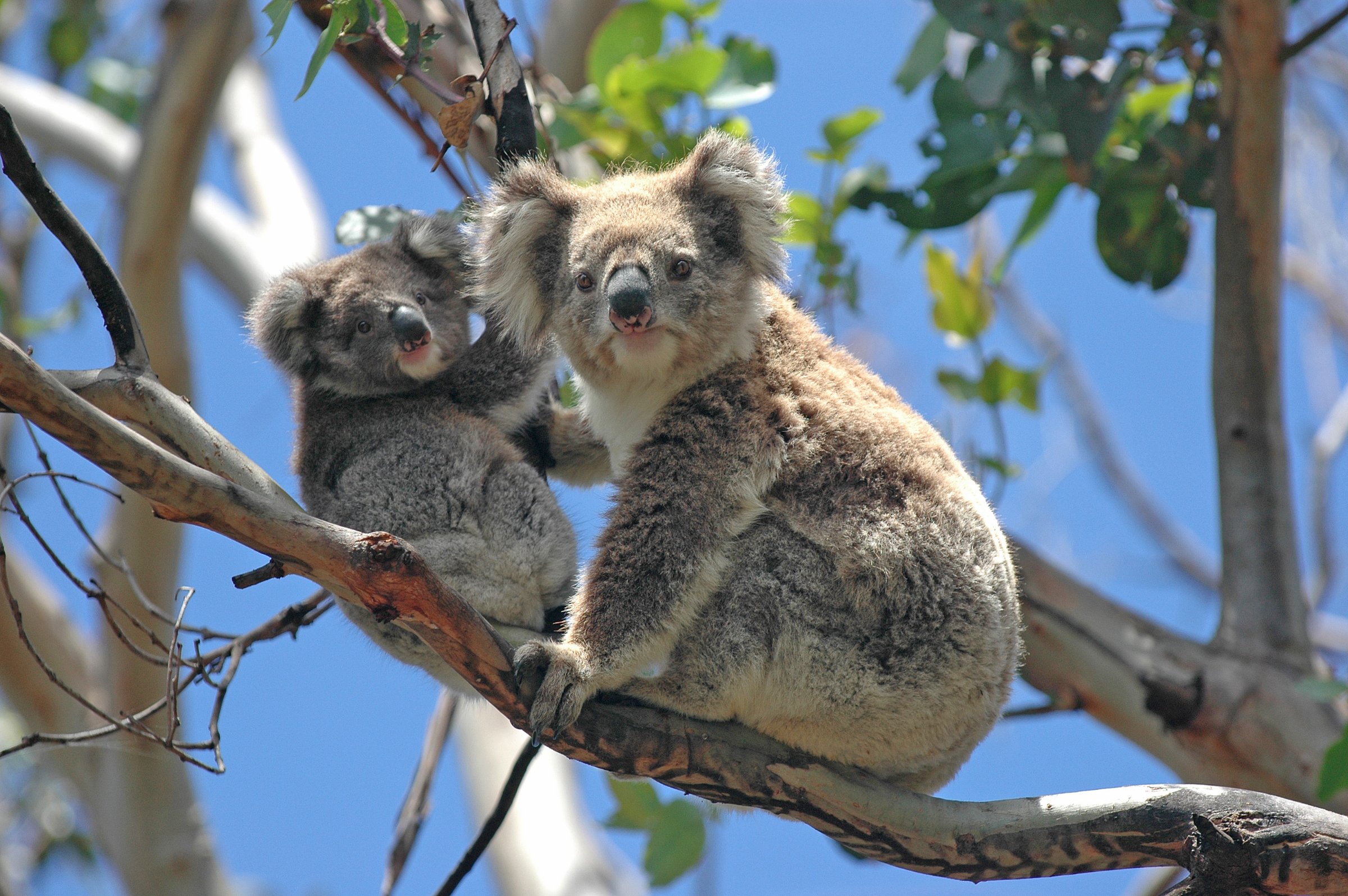 Australia Local Tours
