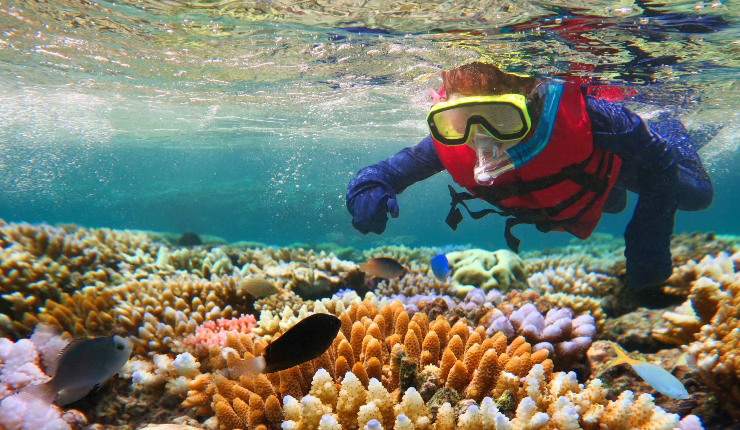 Australia Local Tours