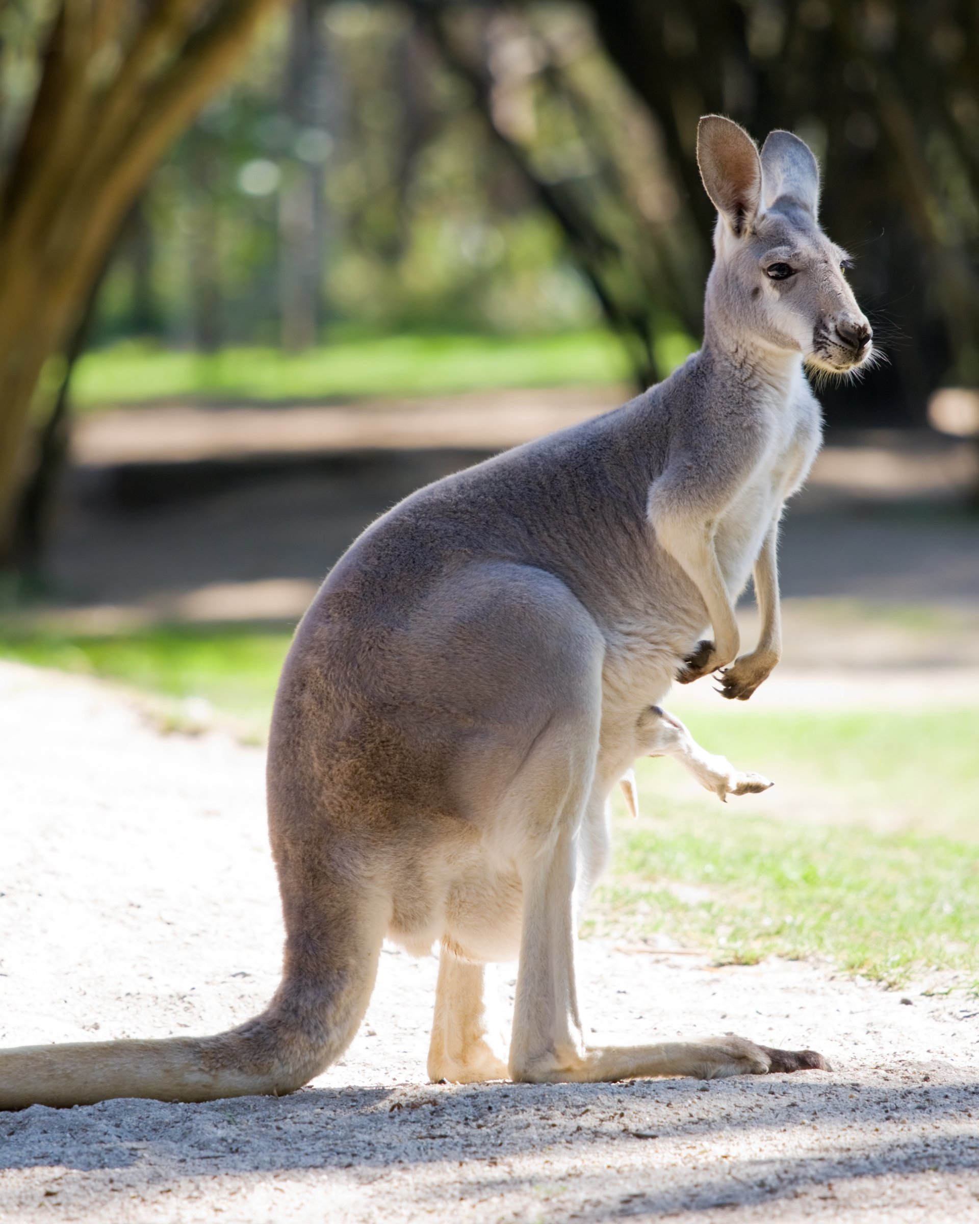 Australia Local Tours