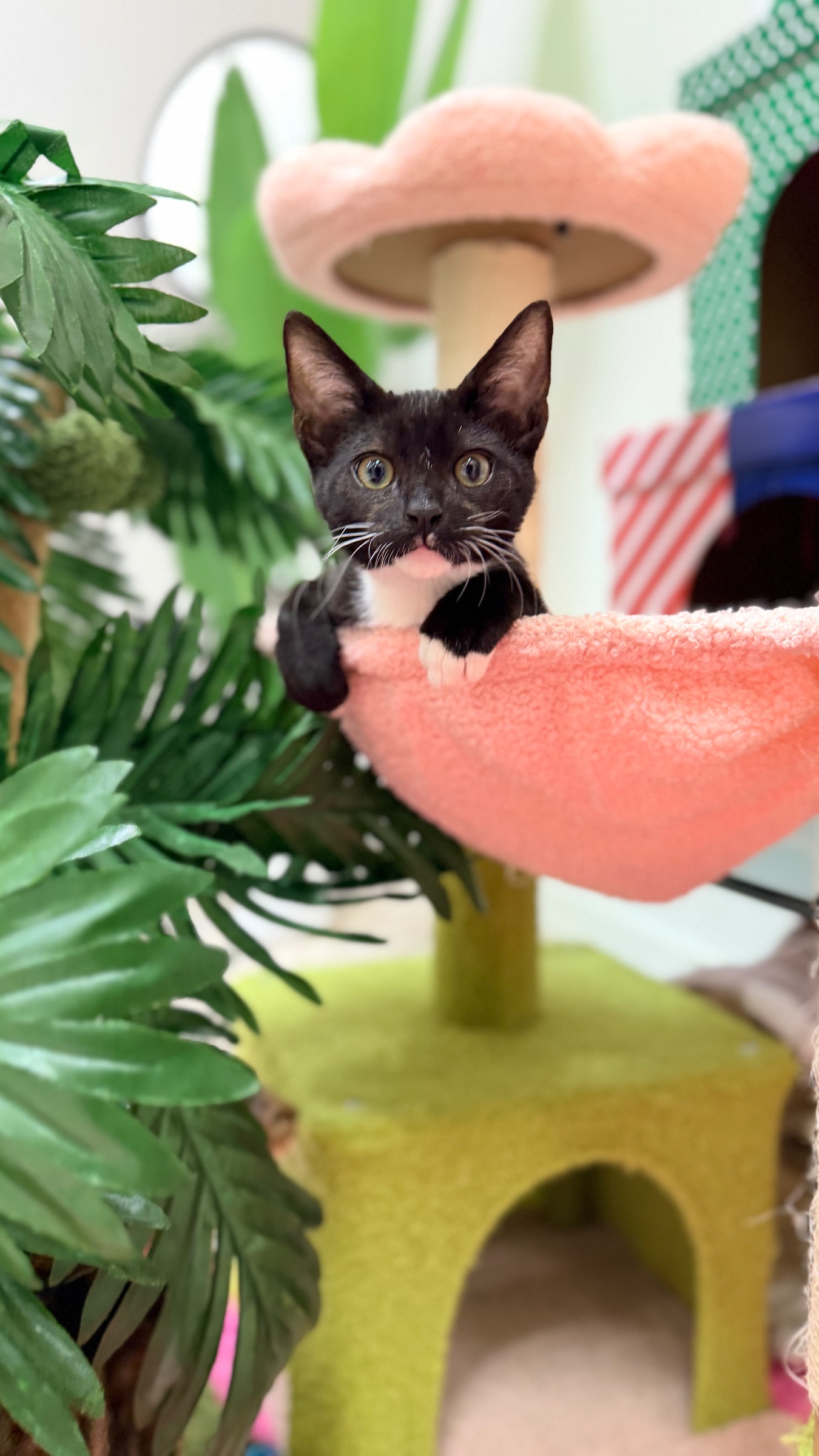 Cat Cafe Maui
