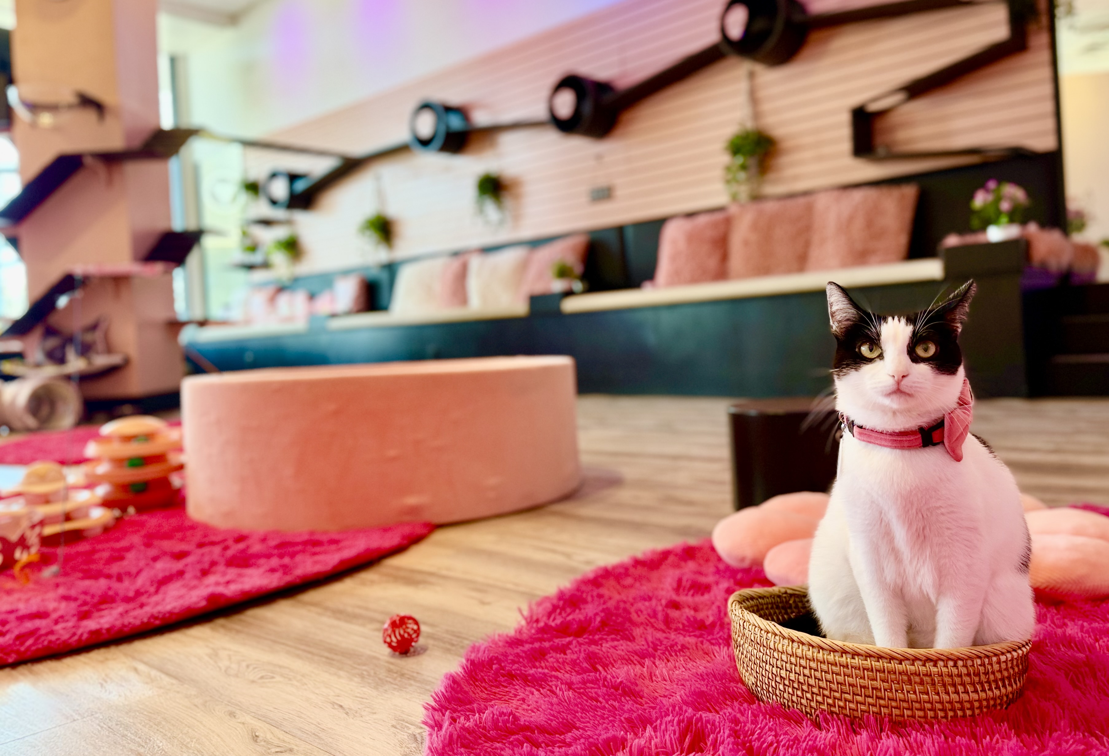Cat Cafe Maui