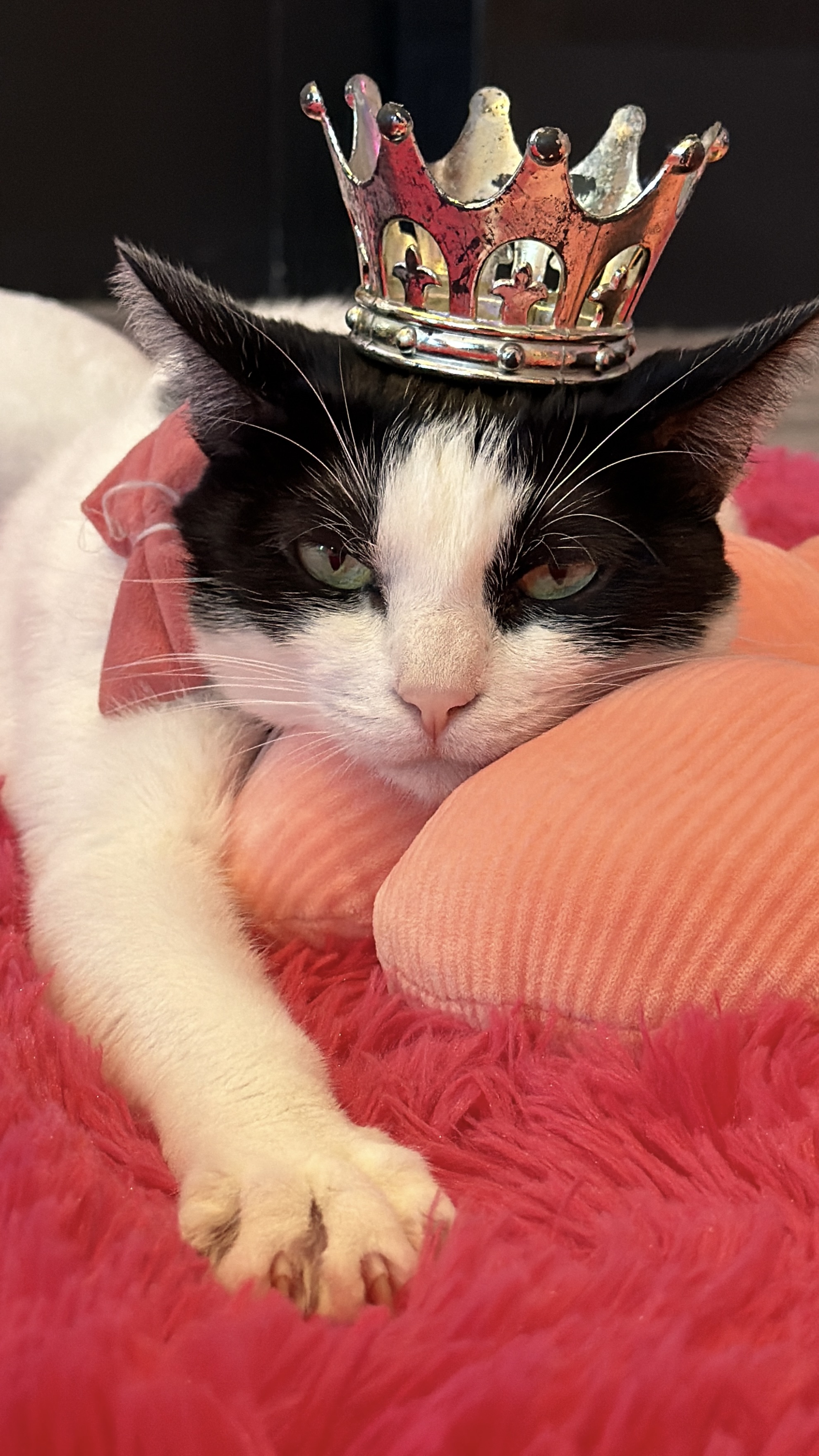 Cat Cafe Maui