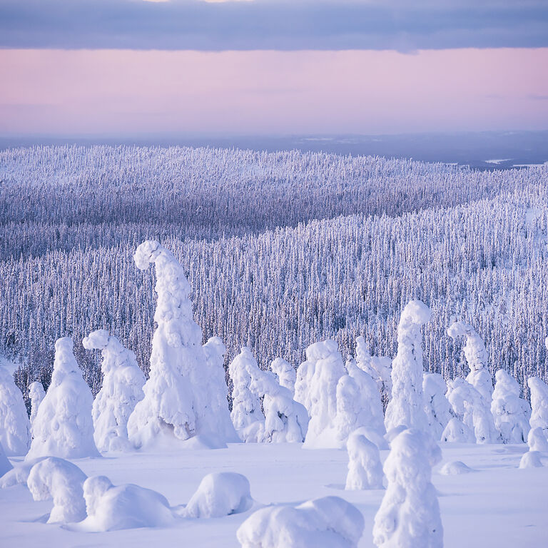 Northern Lights Taiga Oy