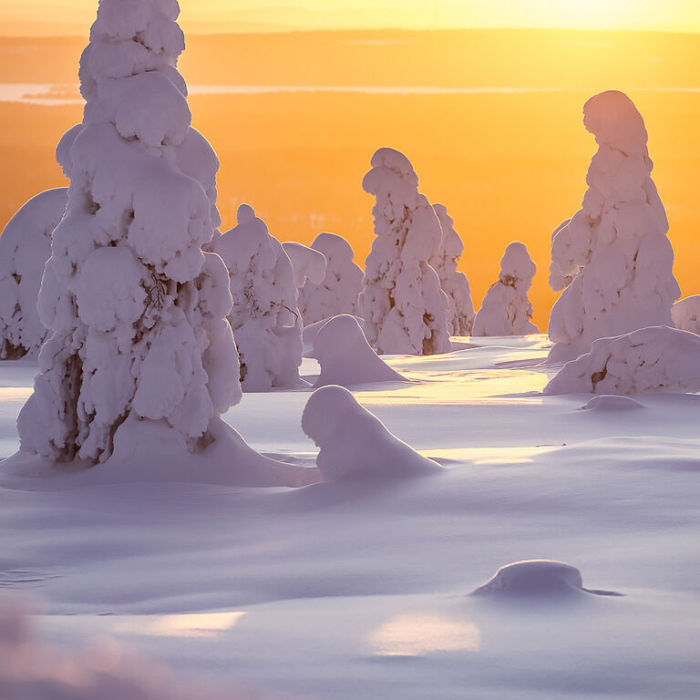 Northern Lights Taiga Oy