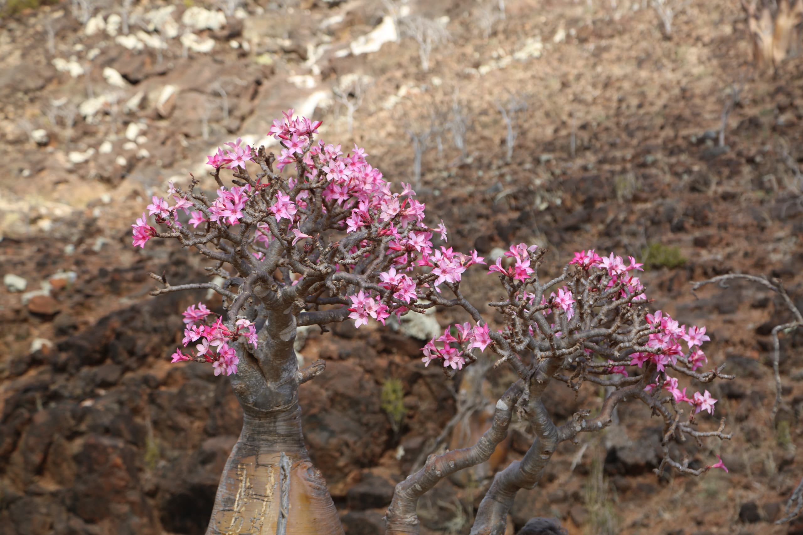 Socotra Safari