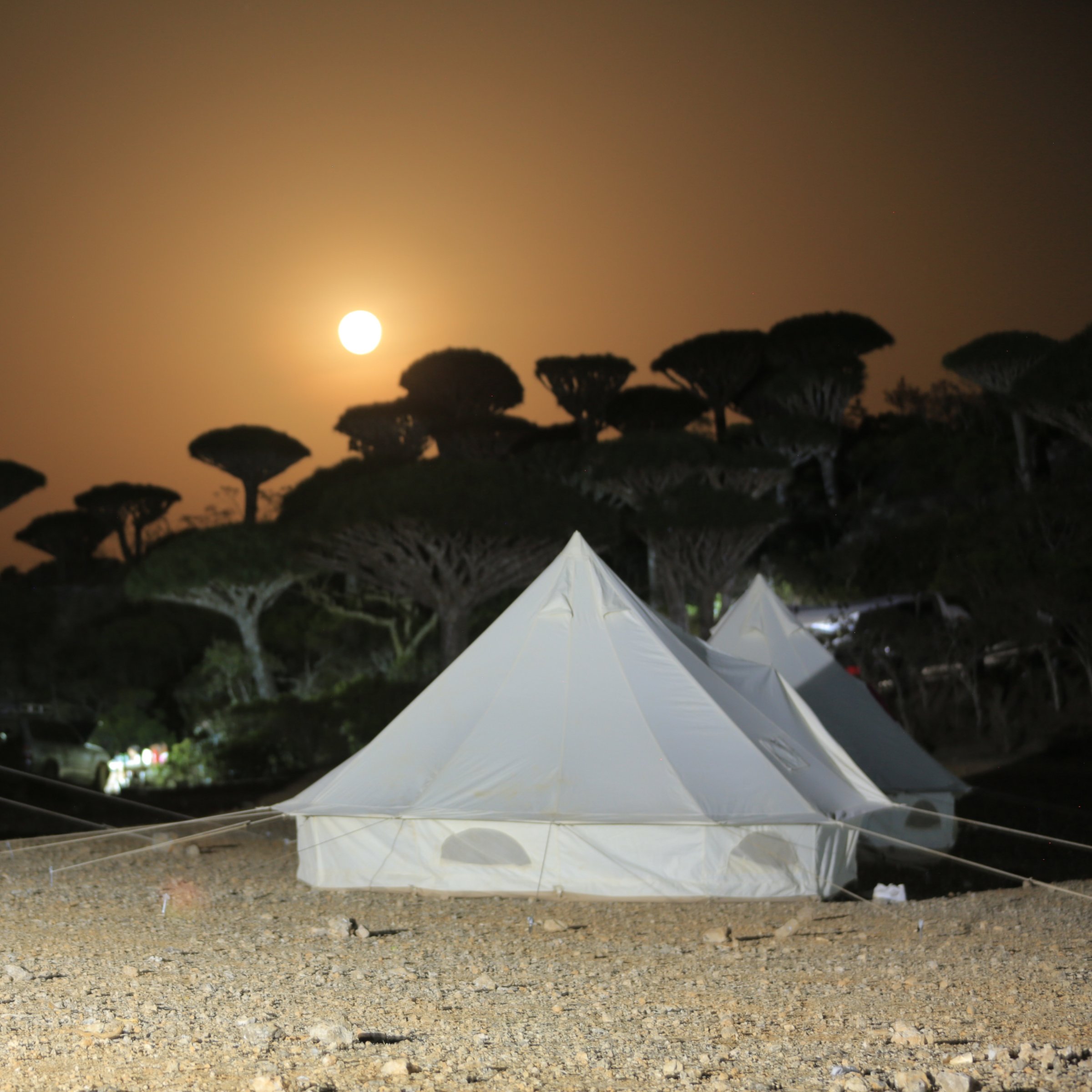Socotra Safari