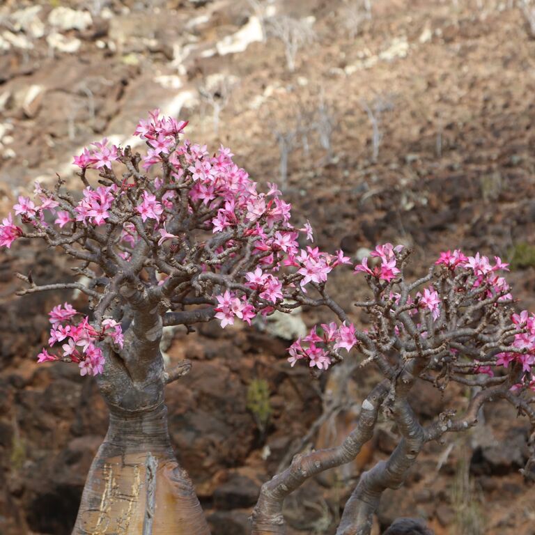 Socotra Safari