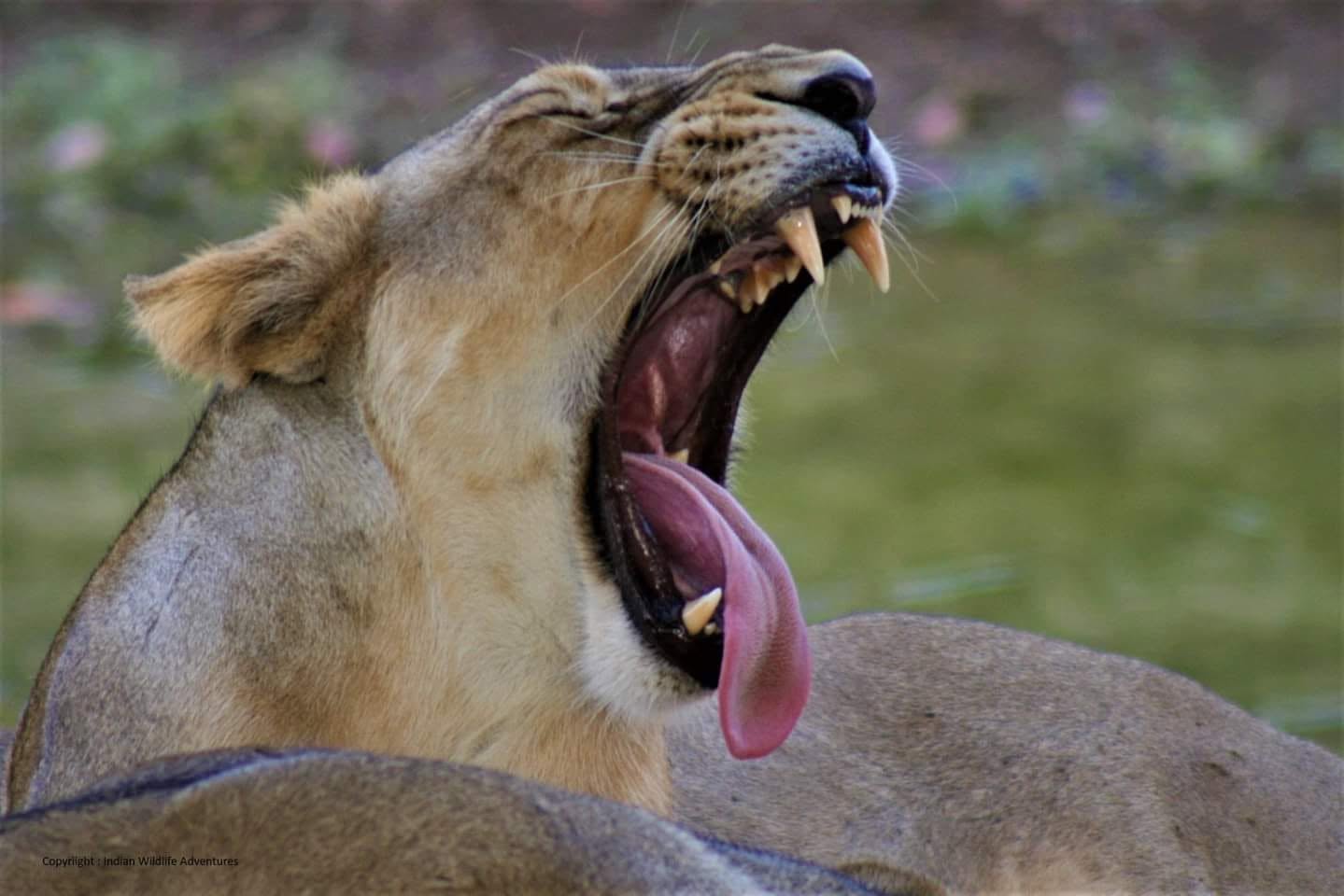Indian Wildlife Adventures