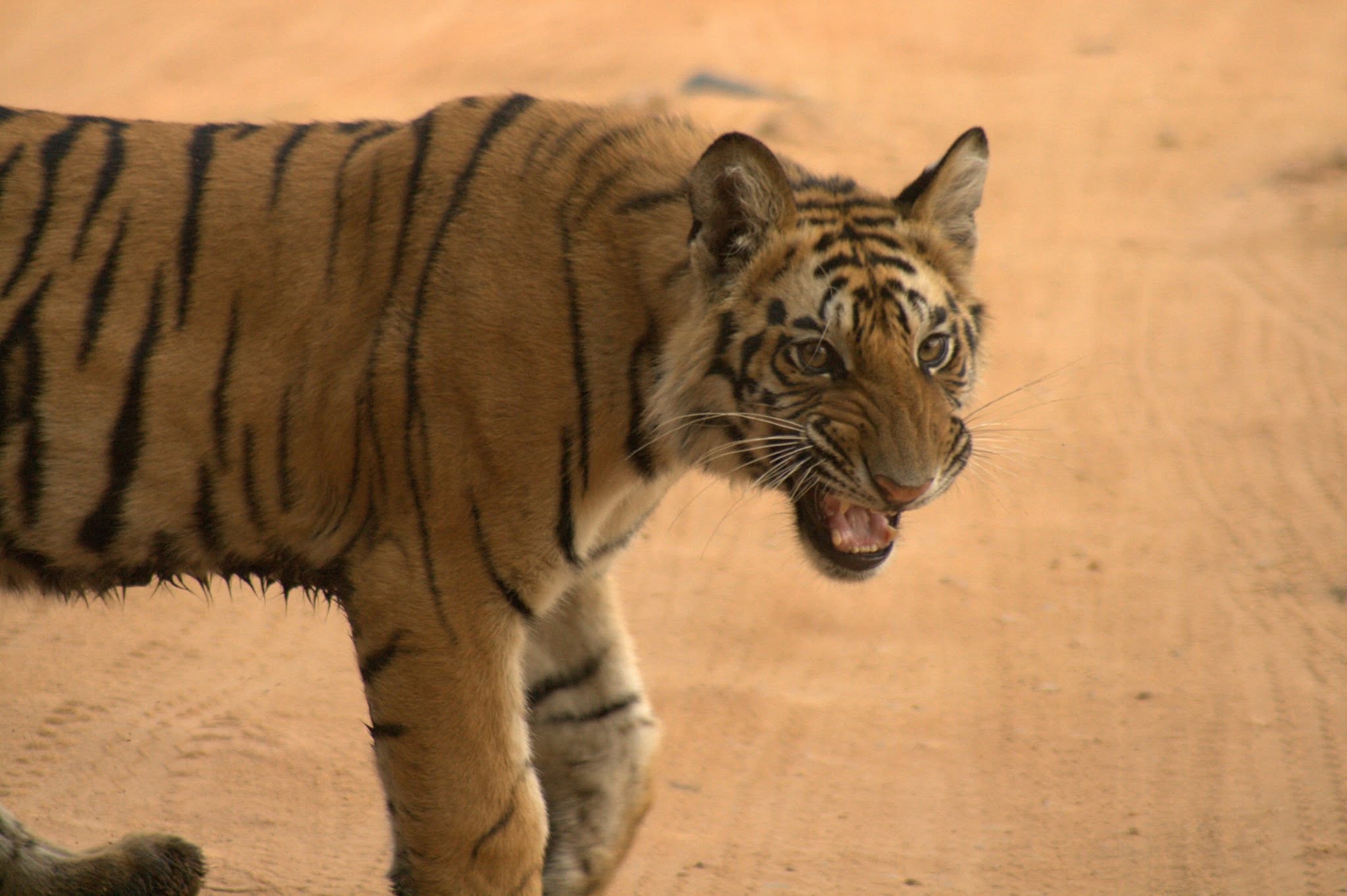 Indian Wildlife Adventures