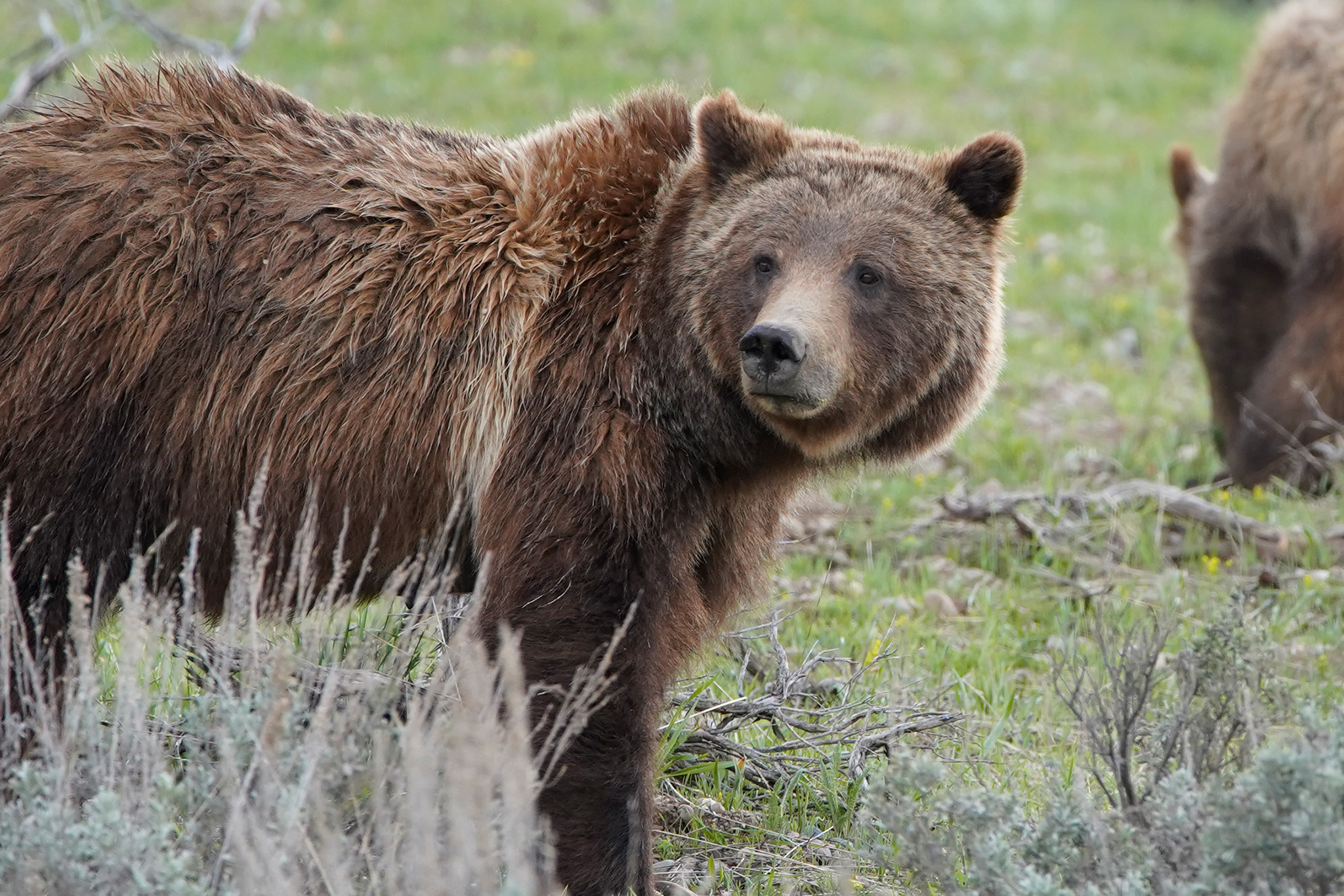 Guides of Jackson Hole