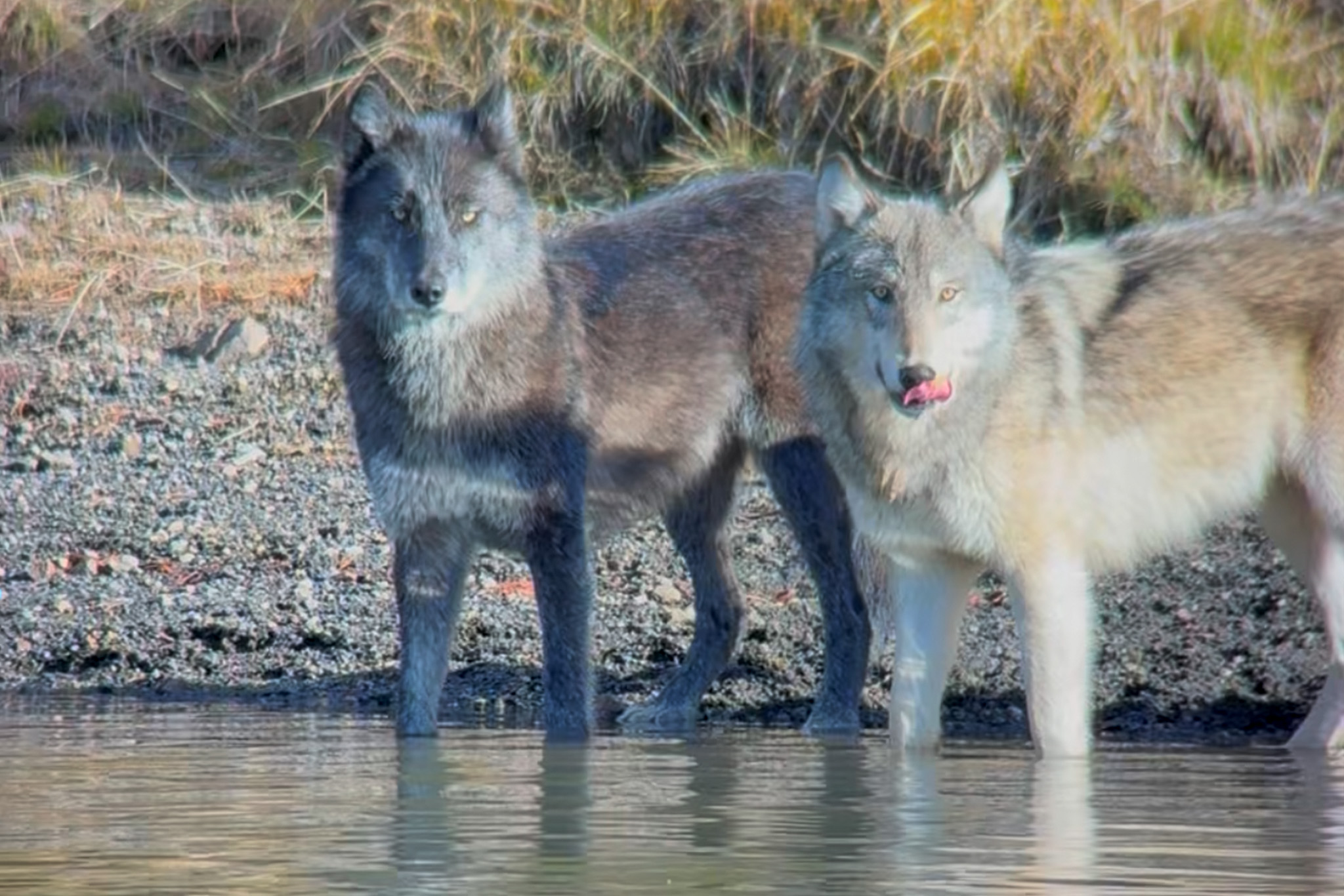 Guides of Jackson Hole