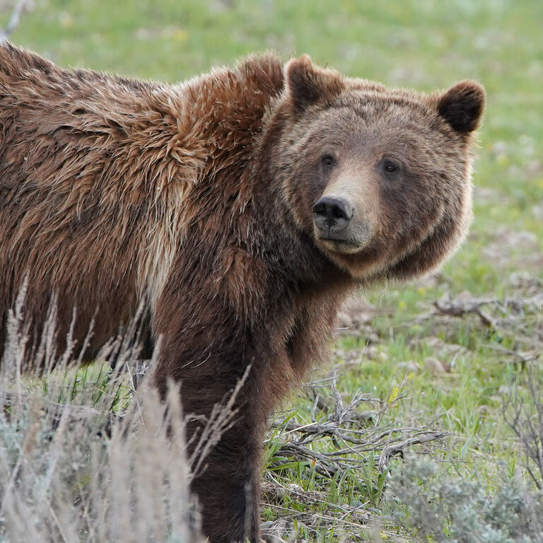 Guides of Jackson Hole