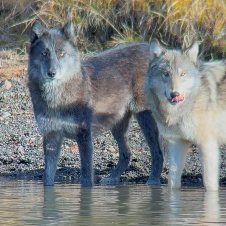 Guides of Jackson Hole