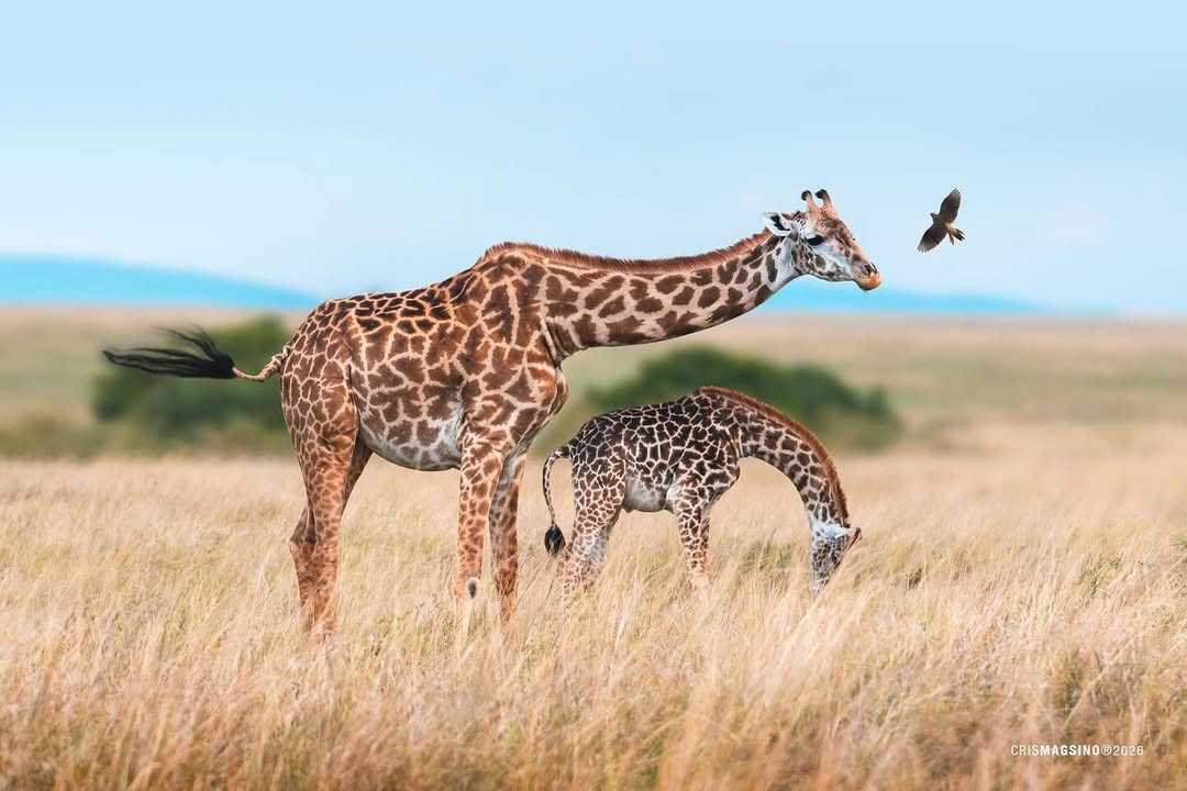 TRAWELL SAFARIS LIMITED