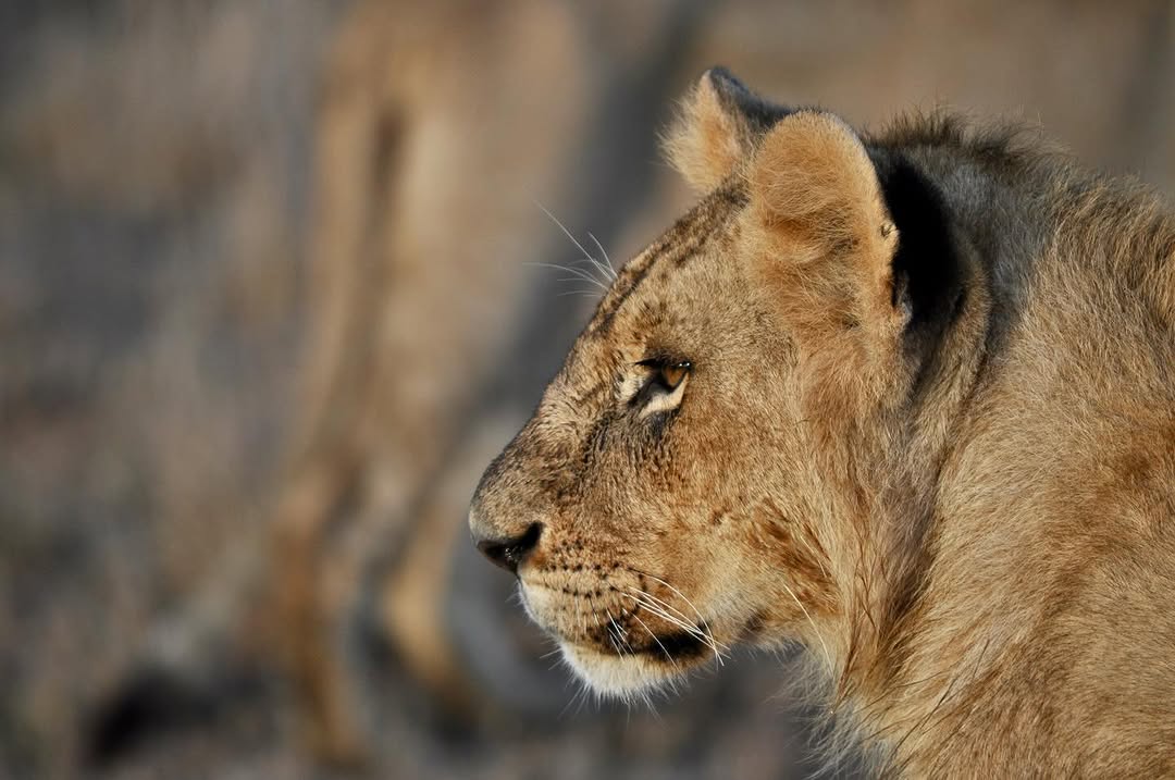 TRAWELL SAFARIS LIMITED