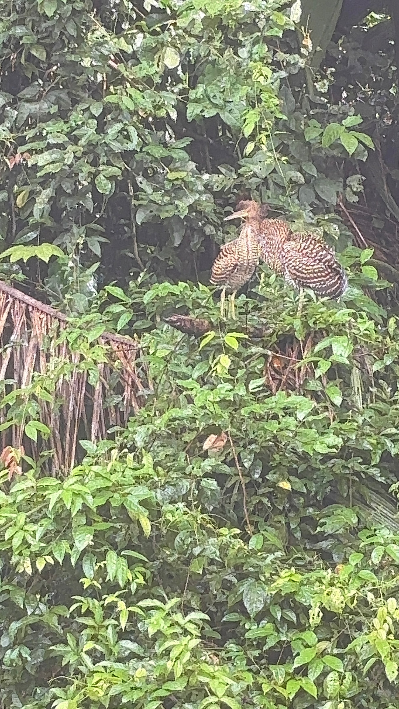 Jairo Nature tours