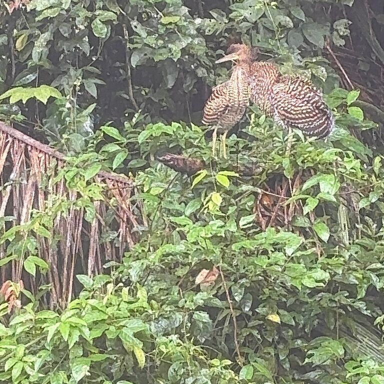 Jairo Nature tours
