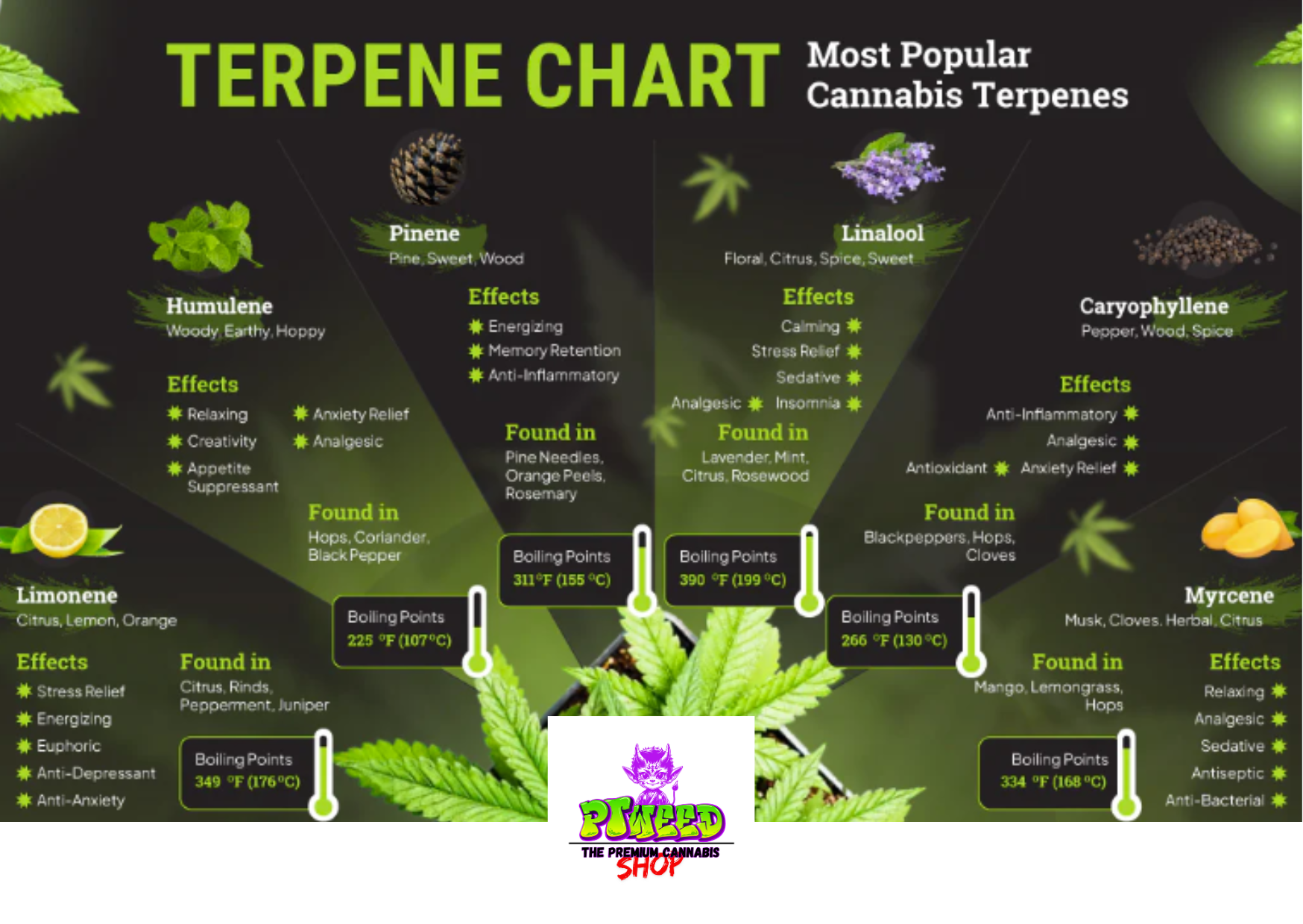 PTW - Cannabis Dispensary HH
