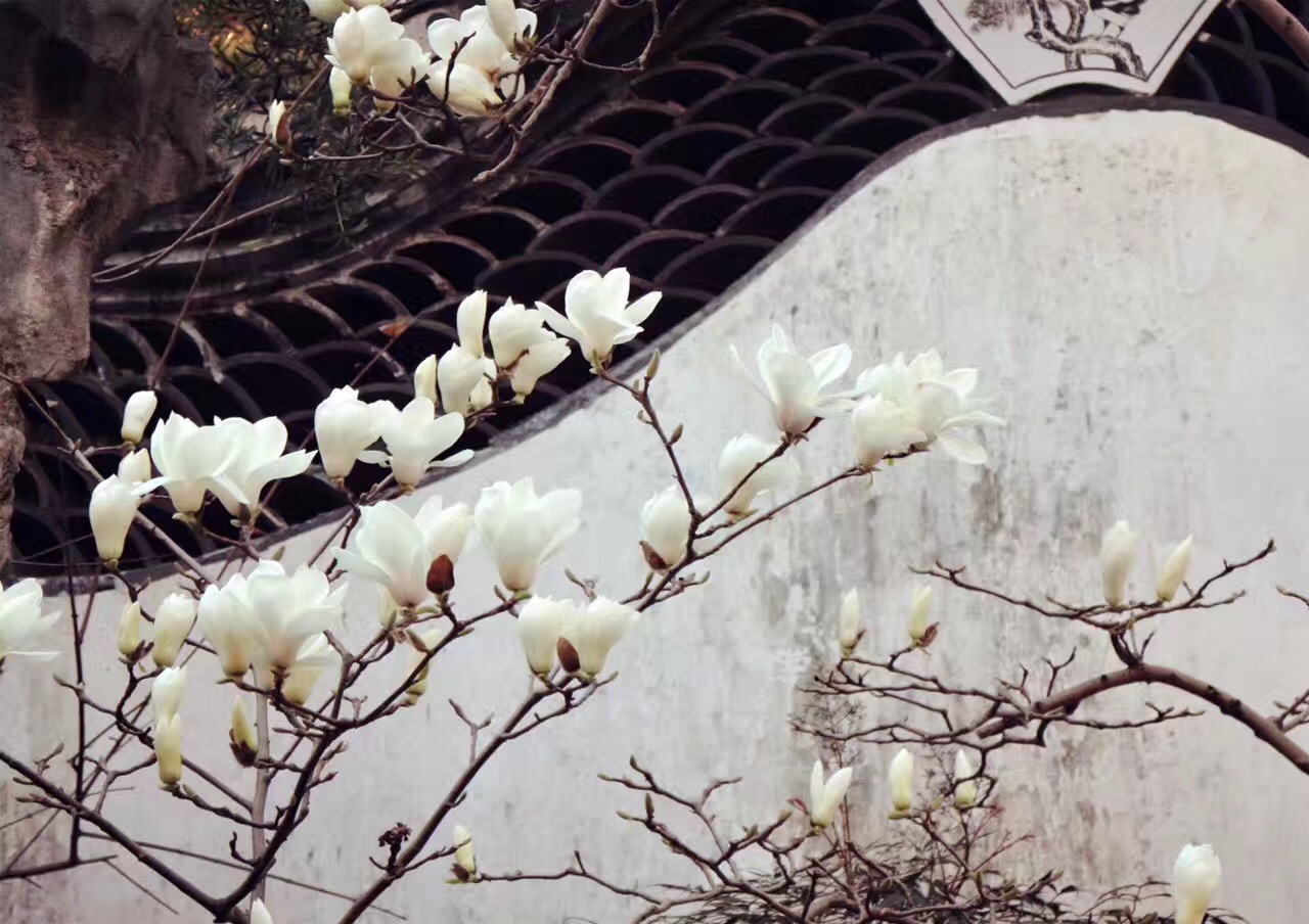 Half-day daytime: Yu Garden, the Bund, Shanghai Tower