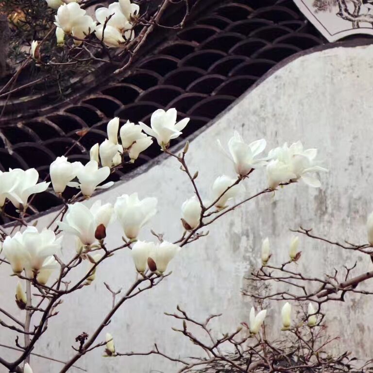 Half-day daytime: Yu Garden, the Bund, Shanghai Tower